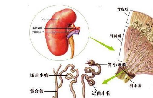 开云体育 开云平台10大糖尿病并发症信号早发现做好8点可综合防治糖尿病肾病(图3)