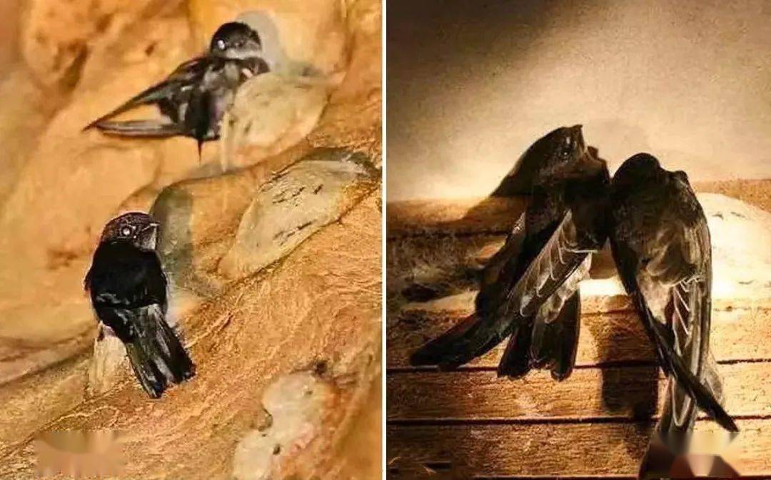 开云 开云体育平台解读｜进口燕窝通关指南(图2)