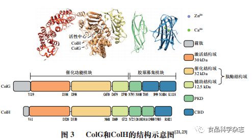 开云 开云体育官网《食品科学》：华南理工大学黄明涛教授等：溶组织梭状芽孢杆菌胶原蛋白酶的研究进展(图3)