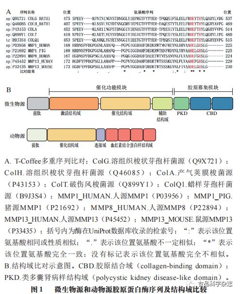 开云 开云体育官网《食品科学》：华南理工大学黄明涛教授等：溶组织梭状芽孢杆菌胶原蛋白酶的研究进展(图1)