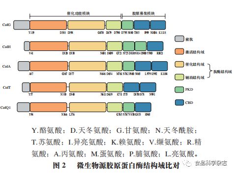 开云 开云体育官网《食品科学》：华南理工大学黄明涛教授等：溶组织梭状芽孢杆菌胶原蛋白酶的研究进展(图2)