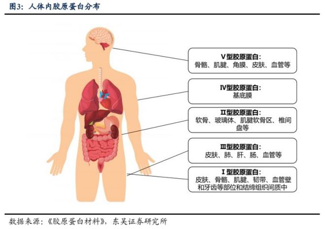 颜值经济深度报告：问道重组胶开云 开云体育平台原全方位解析高壁垒是如何铸就(图5)