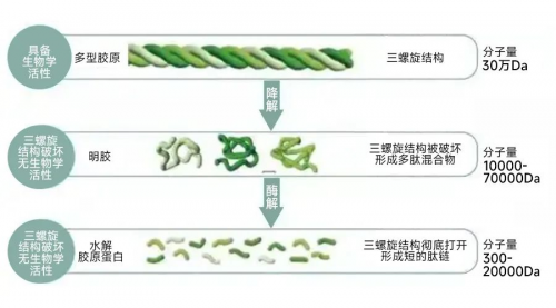开云 开云体育官网五个女博士：你知道胶原、明胶和胶原蛋白肽有什么不同吗？(图1)