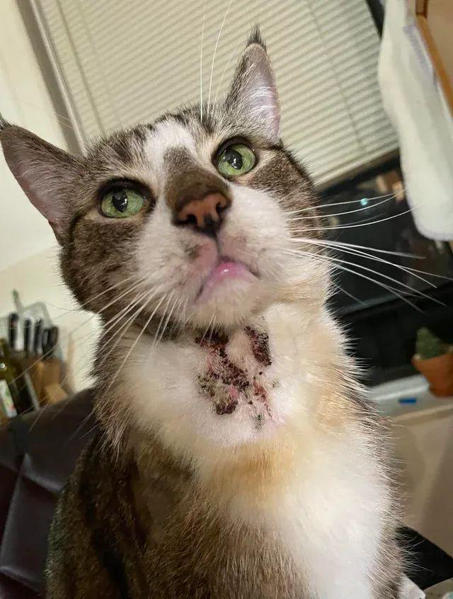 猫吃鱼真的安全么？猫：你开云体育 Kaiyun.com 官网入口只是打脸而我要烂脸！(图2)