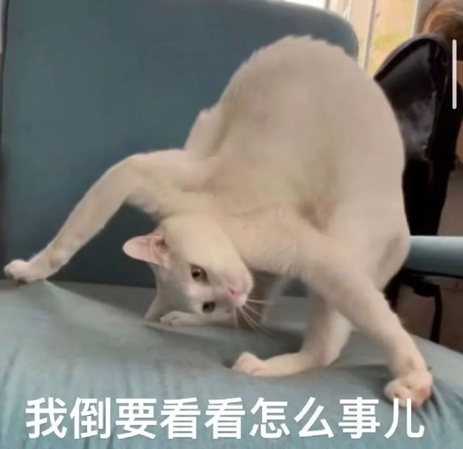猫吃鱼真的安全么？猫：你开云体育 Kaiyun.com 官网入口只是打脸而我要烂脸！(图5)