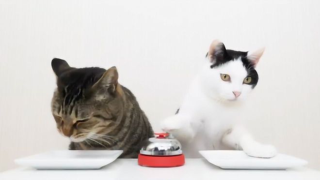 猫吃鱼真的安全么？猫：你开云体育 Kaiyun.com 官网入口只是打脸而我要烂脸！(图11)