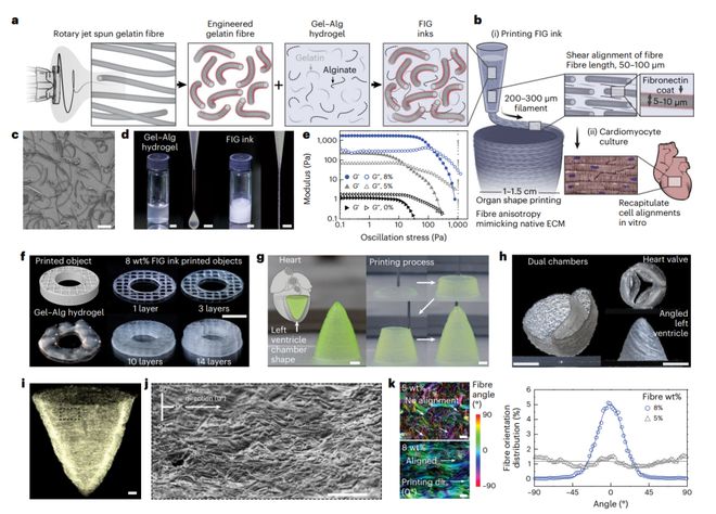 《Nature Materi开云APP 开云官网入口als》哈佛大学：明胶纤维水凝胶墨水用于打印3D器官水平的支架(图2)