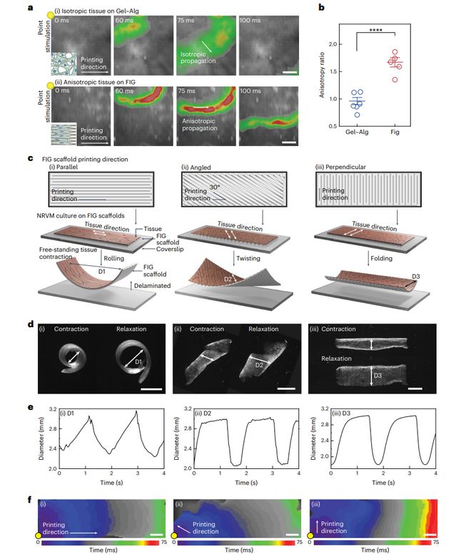 《Nature Materi开云APP 开云官网入口als》哈佛大学：明胶纤维水凝胶墨水用于打印3D器官水平的支架(图4)