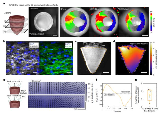 《Nature Materi开云APP 开云官网入口als》哈佛大学：明胶纤维水凝胶墨水用于打印3D器官水平的支架(图5)
