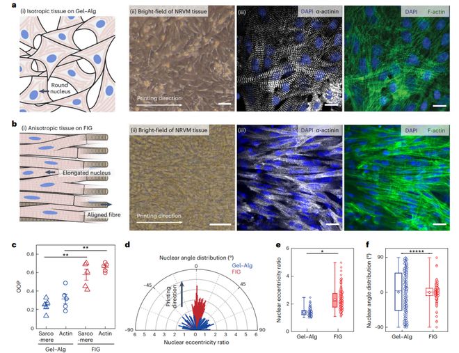 《Nature Materi开云APP 开云官网入口als》哈佛大学：明胶纤维水凝胶墨水用于打印3D器官水平的支架(图3)