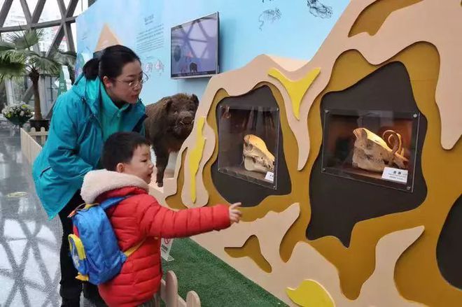 “肥得像猪”这句话科学吗？猪年生肖展打破“刻板印象”开云体育 开云官网(图2)