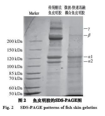 开云体育 开云官网微波-快速冻融耦合鱼皮明胶理化性质分析(图4)
