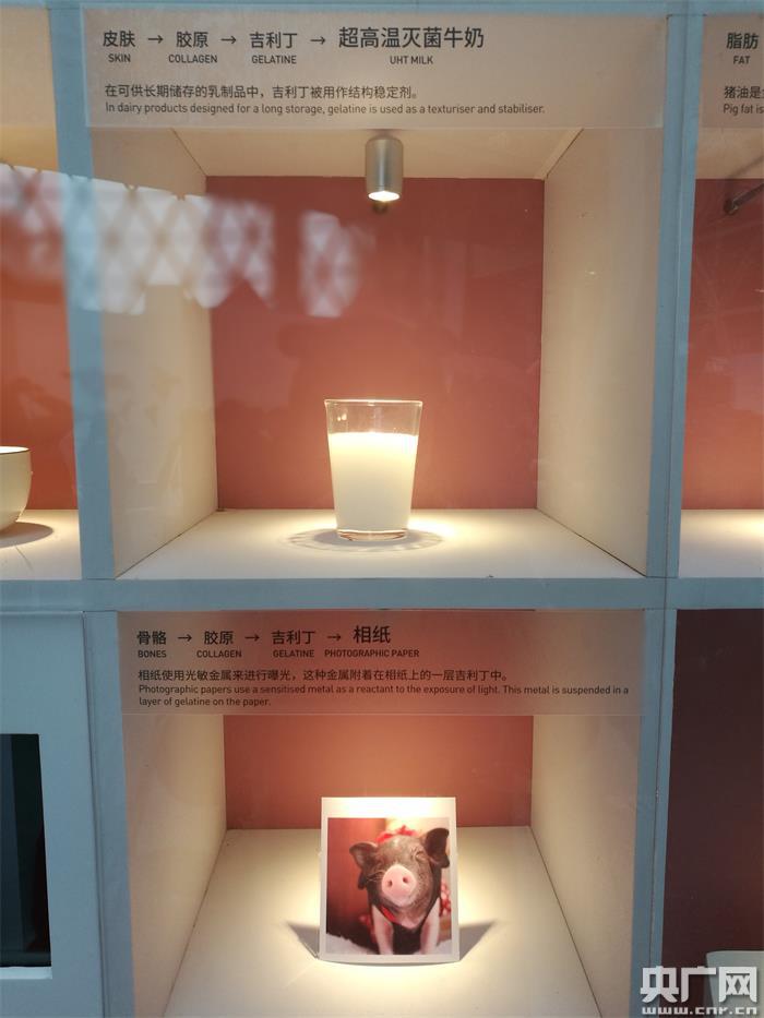 Kaiyun 开云迎新贺岁 上海科技馆推出“猪”事皆宜猪年生肖特展(图3)