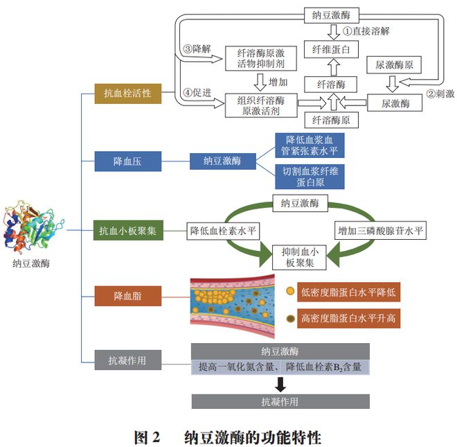 开云APP 开云官网入口《食品科学》：大连工业大学杜明教授等：基于纳豆激酶特性的功能递送载体研究进展(图3)