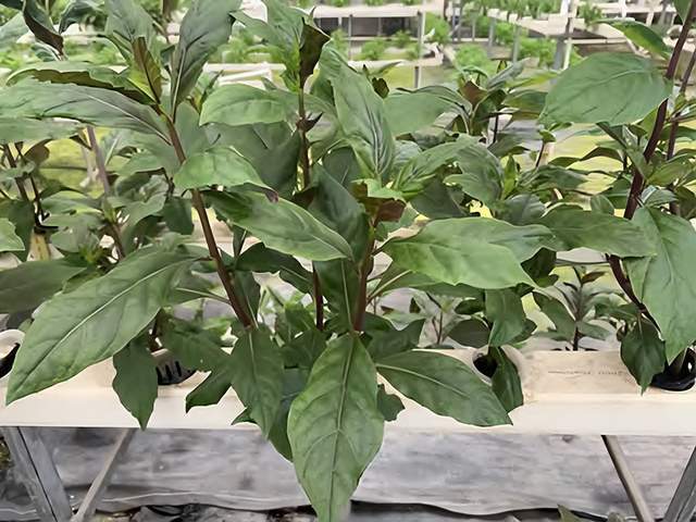 开云体育 Kaiyun.com 官网入口想了解紫背菜的食用价值和管道水培技术？点击这里了解更多！(图1)