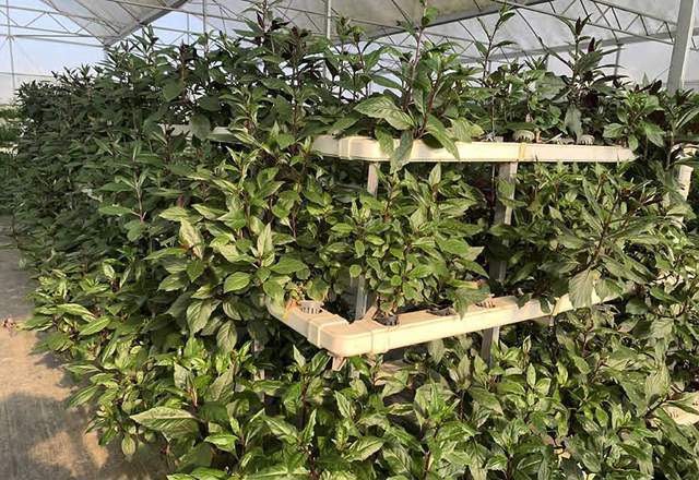 开云体育 Kaiyun.com 官网入口想了解紫背菜的食用价值和管道水培技术？点击这里了解更多！(图4)