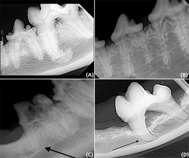 犬猫牙科手术中常见的开云 开云体育平台五大并发症(图12)