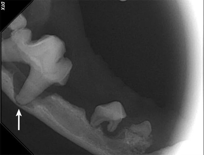 犬猫牙科手术中常见的开云 开云体育平台五大并发症(图11)