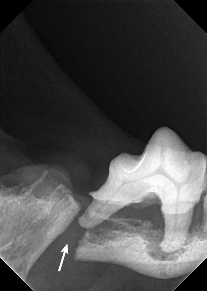 犬猫牙科手术中常见的开云 开云体育平台五大并发症(图10)
