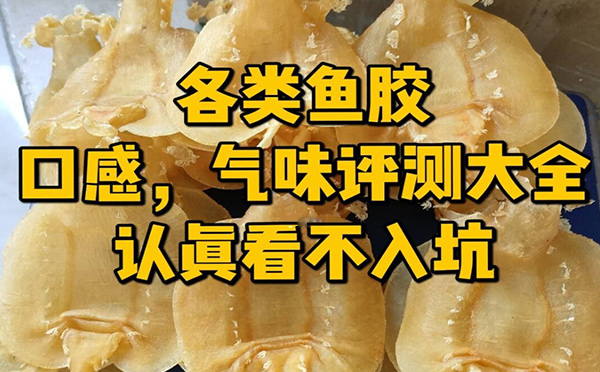 2023鱼胶价格多开云APP 开云官网入口少钱一斤(图8)